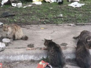 Abandoned cats in Ukraine amidst debris of war. © Katya 2023, White Paw Volontary
